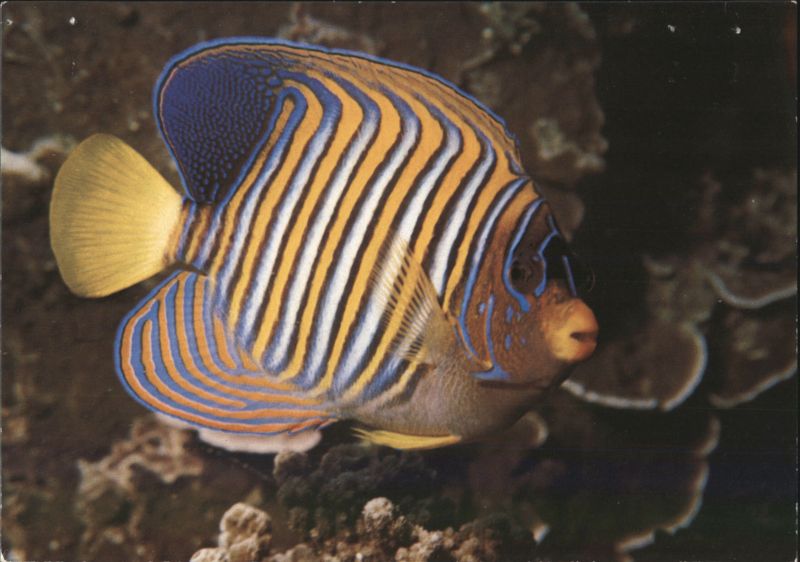 Empress Angelfish Pygoplites diacanthus Erwin Christian