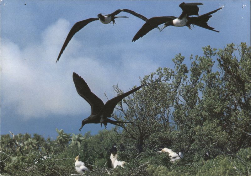 Lesser Frigatebirds in Flight and Nesting
