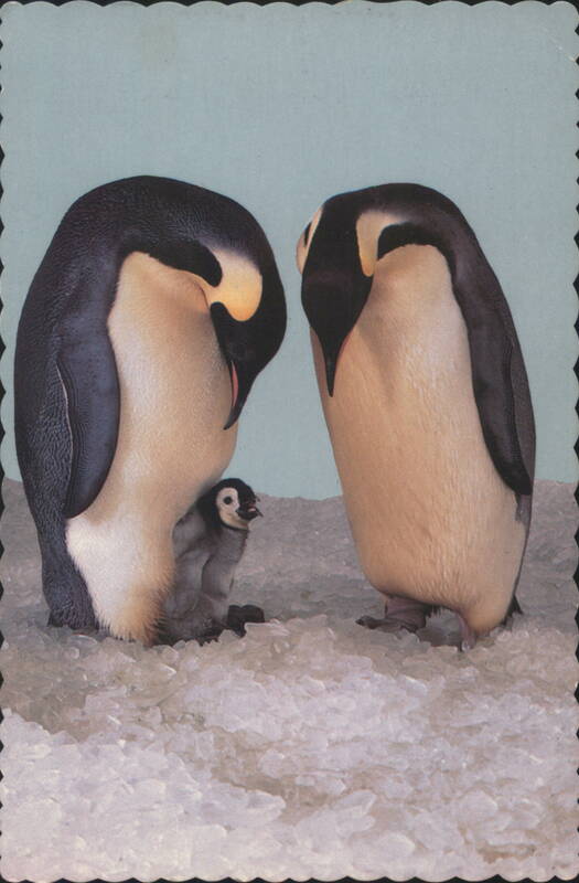 Emperor Penguin Family with Chick at Sea World San Diego