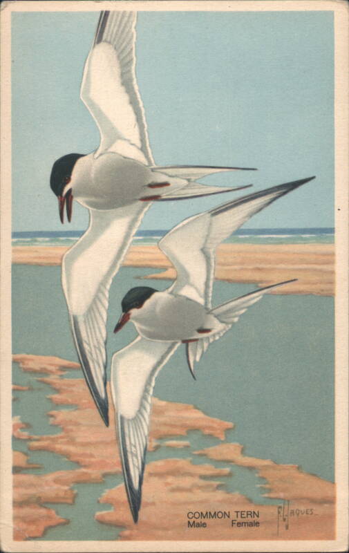 Common Tern Male Female Birds Flying Wildlife F.L. Jaques