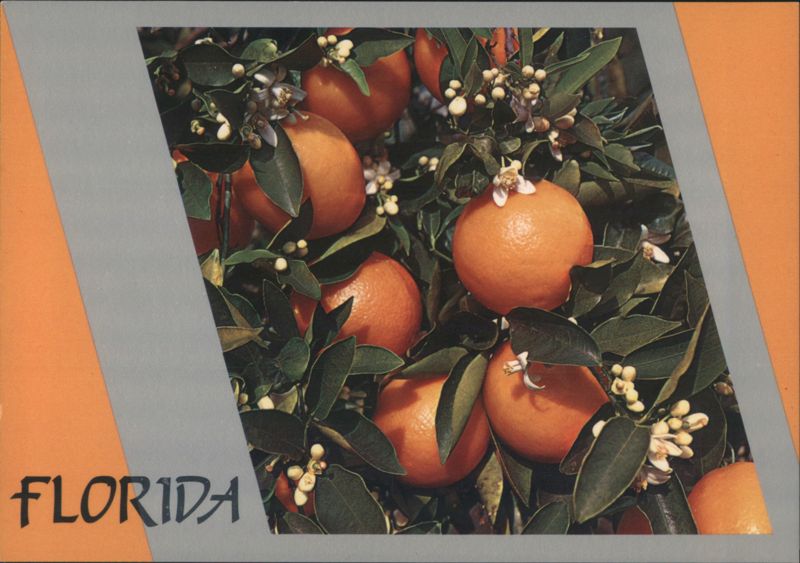 Florida Oranges on Tree with Blossoms Jim Nowak