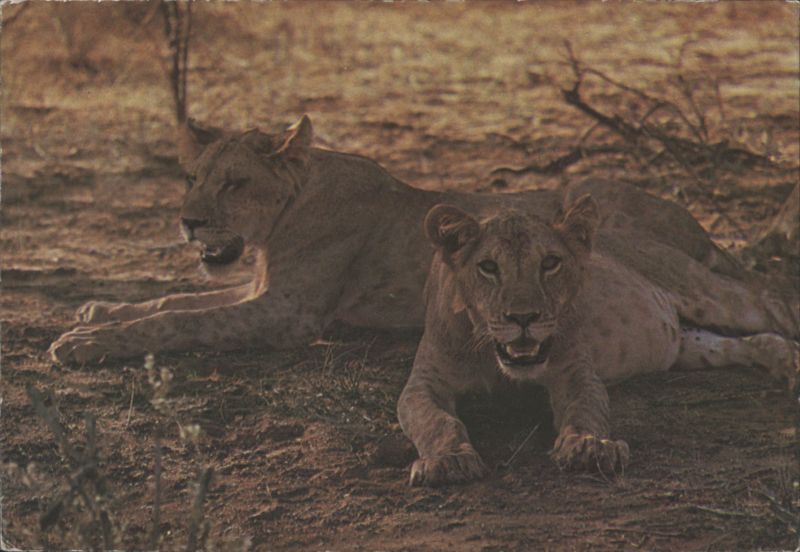Lions in Kenya, East Africa Dino Sassi