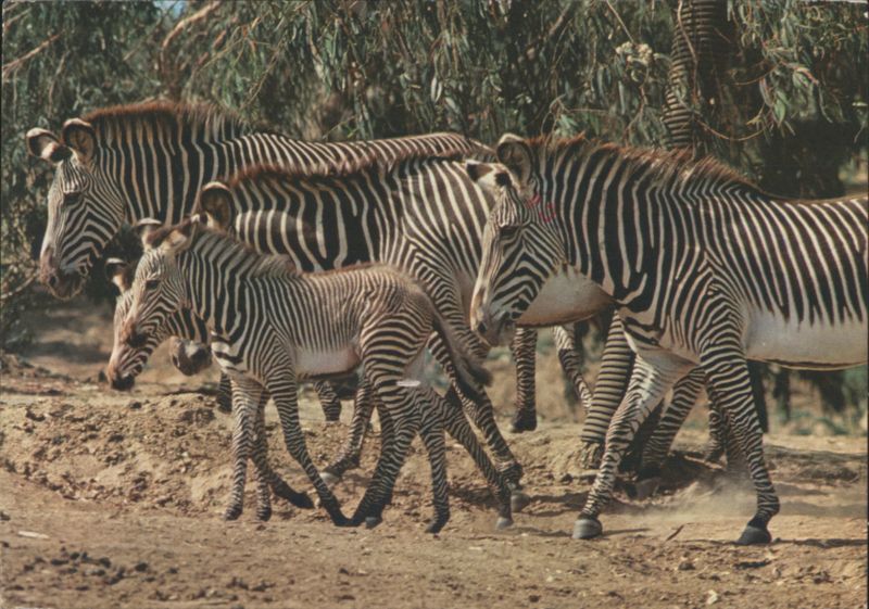 Grevy's Zebras, San Diego Wild Animal Park California
