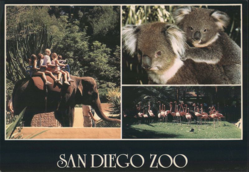 San Diego Zoo Elephant Ride, Koalas, and Flamingos California