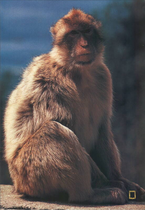 Barbary Macaque Ape, Gibraltar Xavier Durán Spain