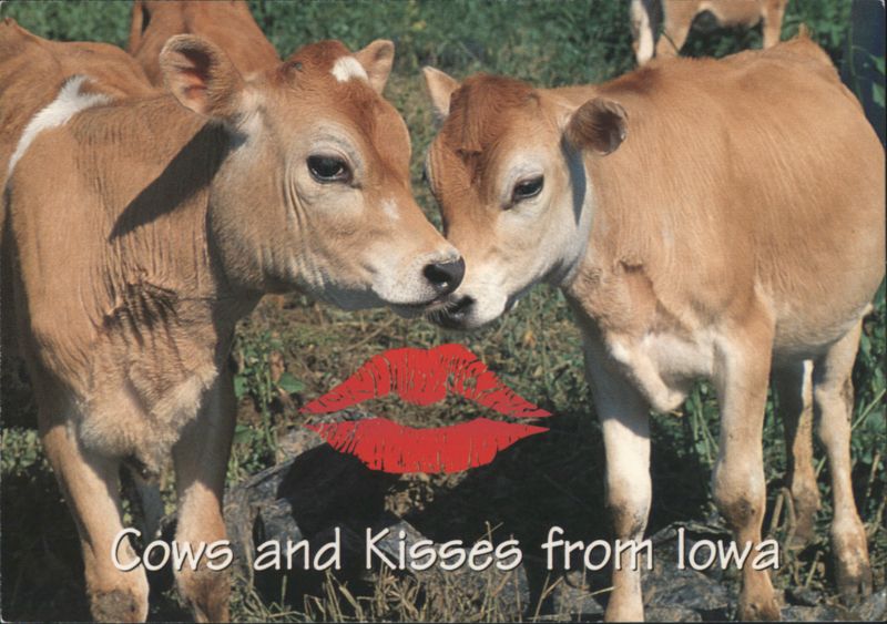 Cows and Kisses from Iowa - Two Calves Joseph Stanski