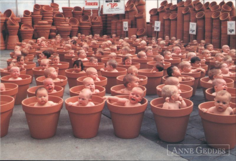 Babies in Terracotta Pots - Anne Geddes Multiple Babies