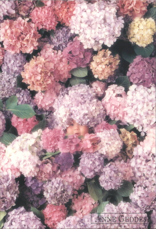 Baby's Face Peeking from Colorful Hydrangeas Anne Geddes