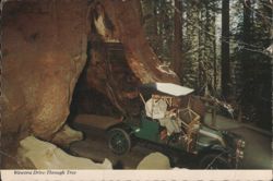 Wawona Drive-Through Tree, Yosemite National Park Postcard