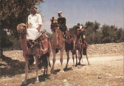 Travellers on "Ships of the Desert" - Men Riding Camels Postcard