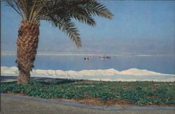 Dead Sea Palm Tree & Salt Formations Postcard