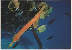 Trumpets and Tropicals Postcard