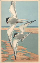 Common Tern Male Female Birds Flying Wildlife Postcard