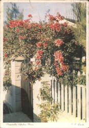 Bougainvillea Splendour, Nassau Postcard