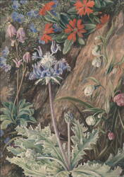 Some wild flowers of California Postcard