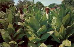 Burley Tobacco Field Postcard