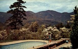 Dogwood In April At The Chalet Club Postcard