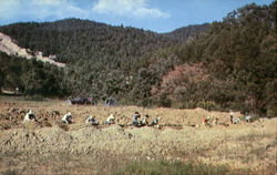 Panning For Rubies At Ruby Mine Postcard