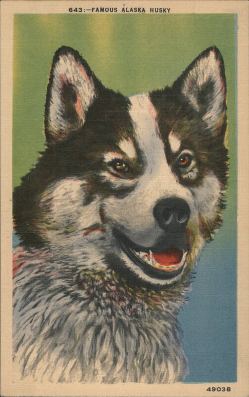 FAMOUS ALASKA HUSKY Dogs