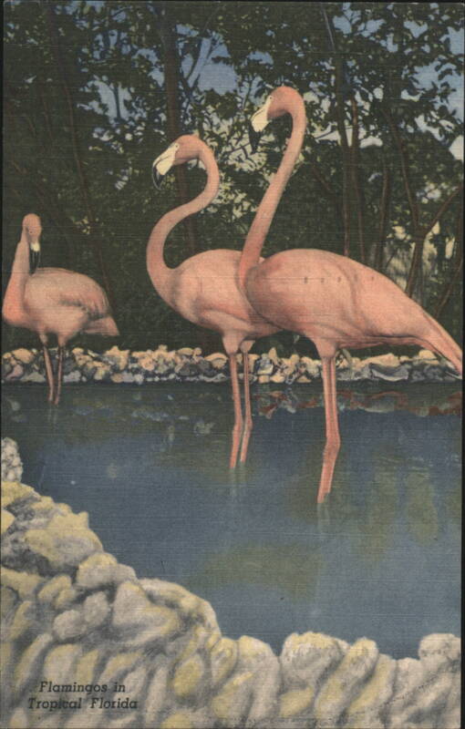 Flamingos in Tropical Florida St. Petersburg