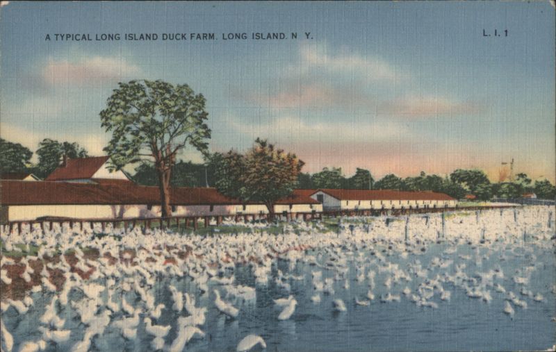 A Typical Long Island Duck Farm, NY New York