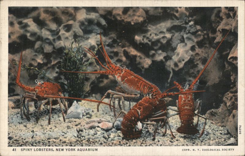 Spiny Lobsters, New York Aquarium