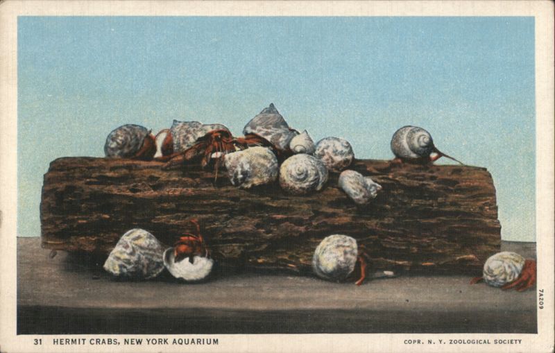 Hermit Crabs, New York Aquarium