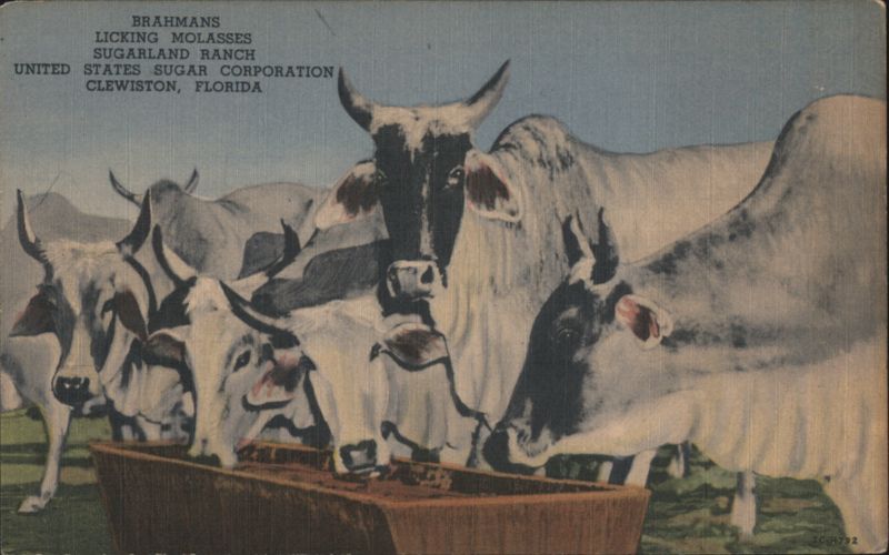 Brahman Cattle Licking Molasses, Sugarland Ranch Clewiston Florida
