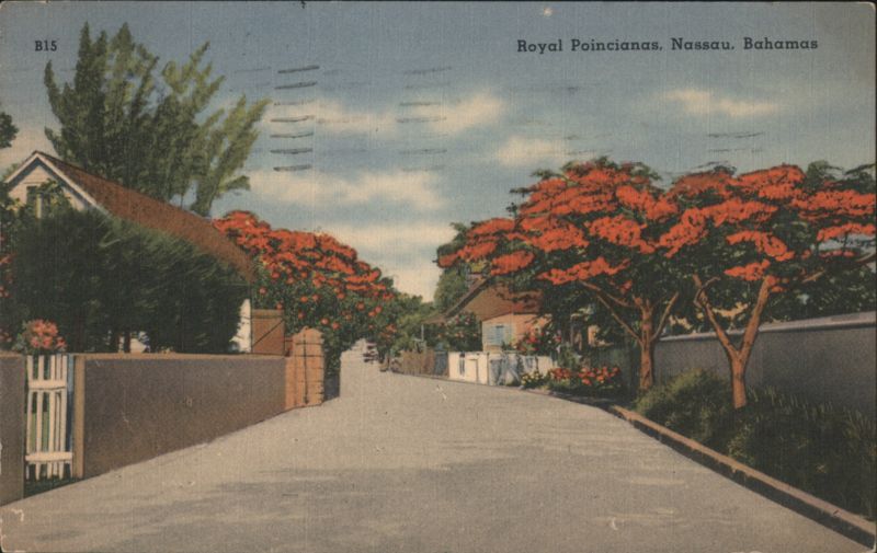 Royal Poincianas, Nassau, Bahamas Street Scene Caribbean Islands