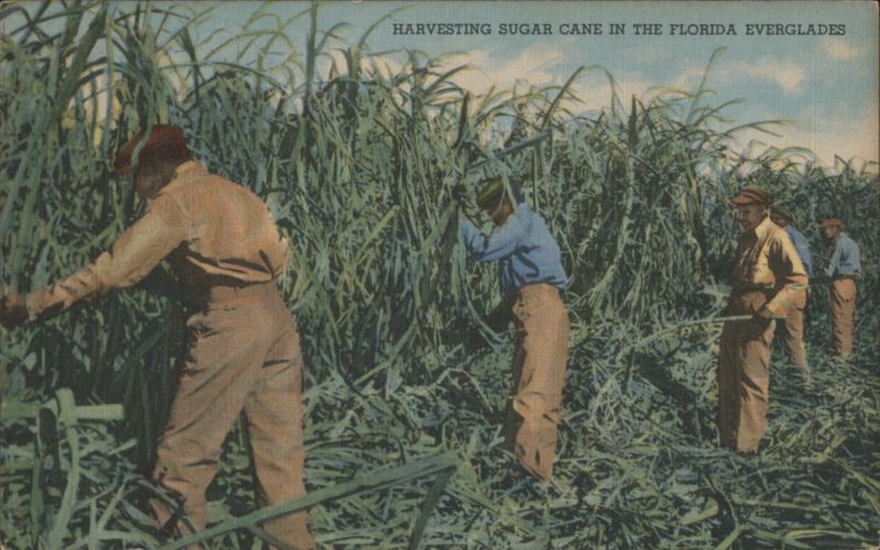 Harvesting Sugar Cane in the Florida Everglades