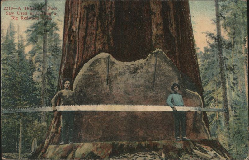 Thirty Two Foot Saw Used in Cutting a Big Redwood Tree