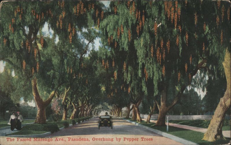 Marengo Ave. Pasadena, Overhung by Pepper Trees California