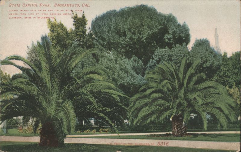 State Capitol Park, Sacramento - Palms & Cathedral Spire California