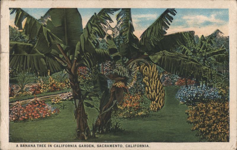 Banana Tree in California Garden, Sacramento