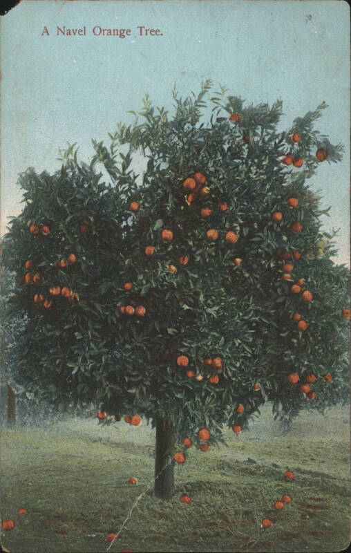 A Navel Orange Tree Fruit