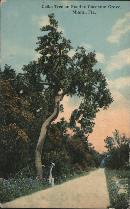 Ceiba Tree on Road to Cocoanut Grove, Miami, FL Florida