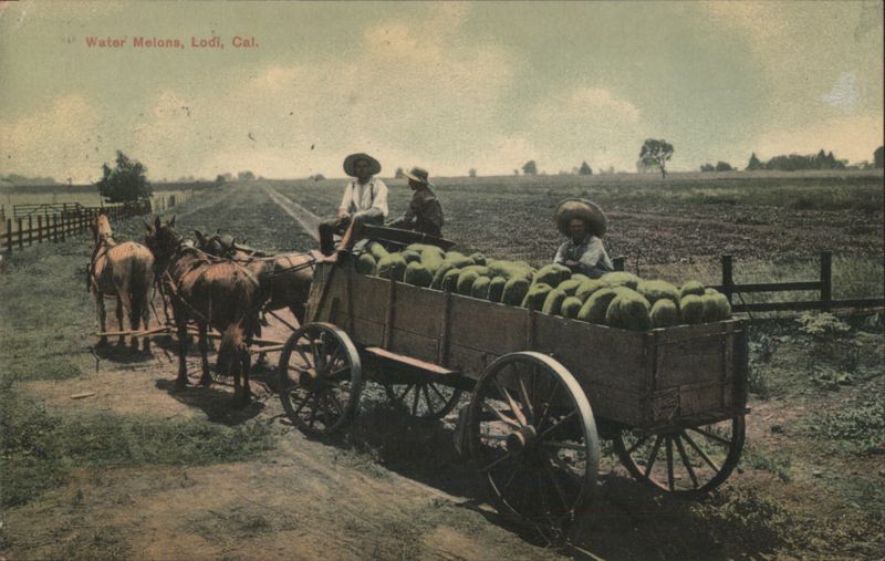 Water Melons, Lodi, CA - Horse-drawn Wagon in Field California