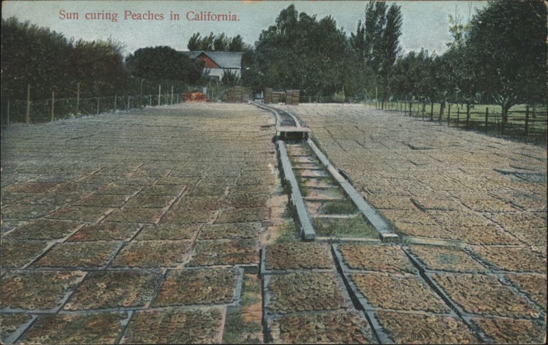 Sun curing, Peaches in California