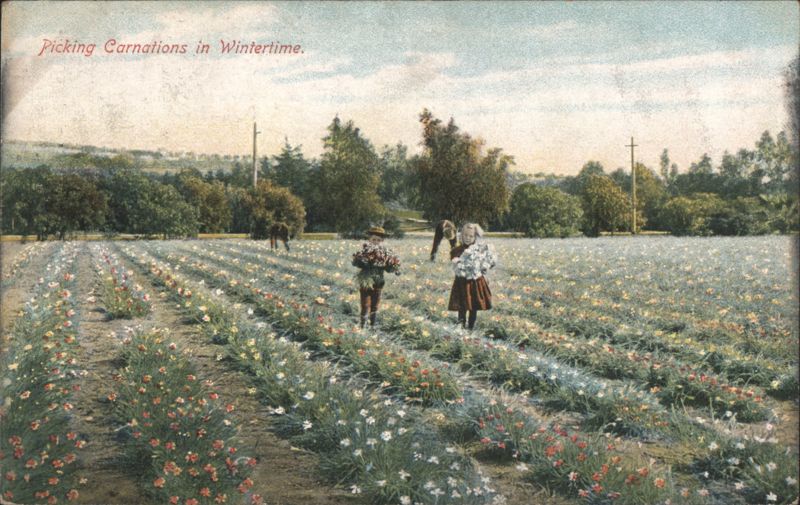 Picking Carnations in Wintertime Lodi California