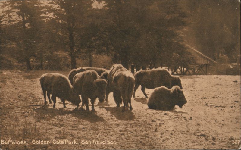 Buffaloes, Golden Gate Park San Francisco California