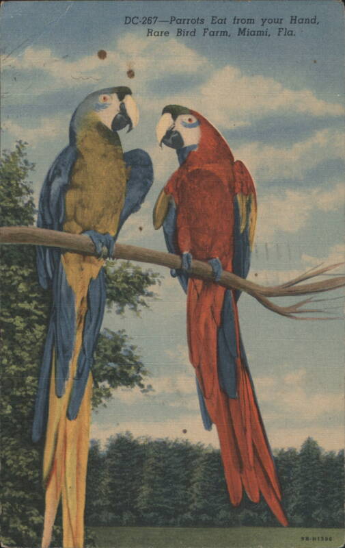 Parrots Eat from your Hand, Rare Bird Farm Miami Florida