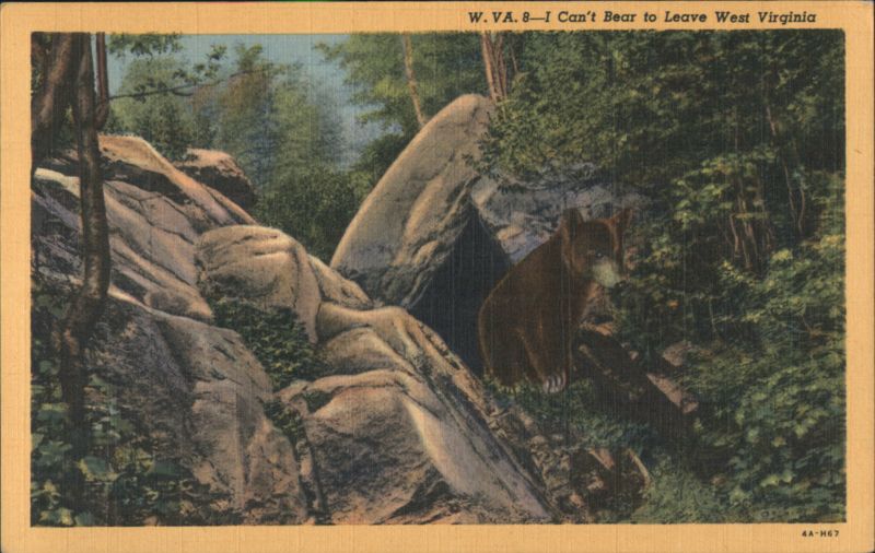 I Can't Bear to Leave West Virginia - Black Bear in Woods
