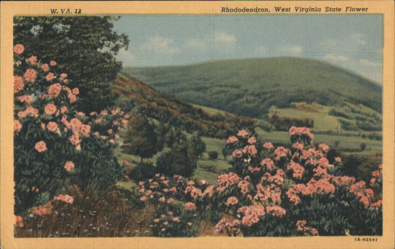 Rhododendron, West Virginia State Flower, Mountain Landscape