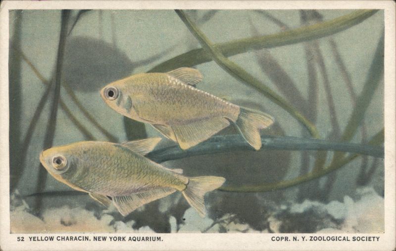 Yellow Characin Fish, New York Aquarium