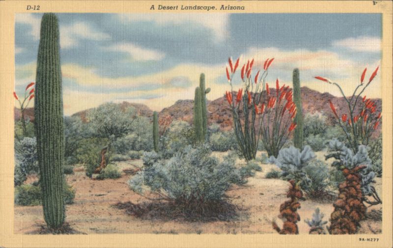 A Desert Landscape, Arizona with Saguaro and Ocotillo Tucson