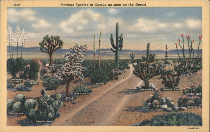 Various Species of Cactus as seen on the Desert Tucson Arizona