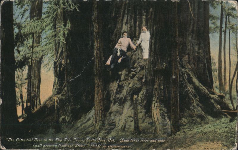 The Cathedral Tree, Big Tree Grove, Santa Cruz, CA California