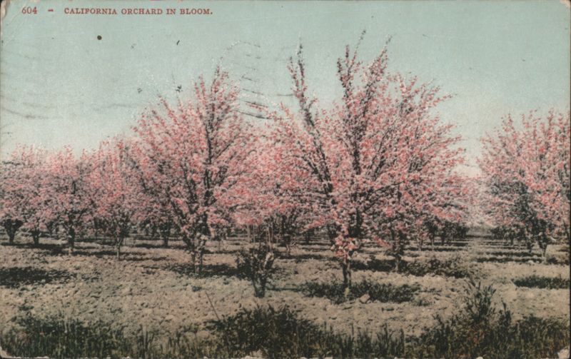 CALIFORNIA ORCHARD IN BLOOM