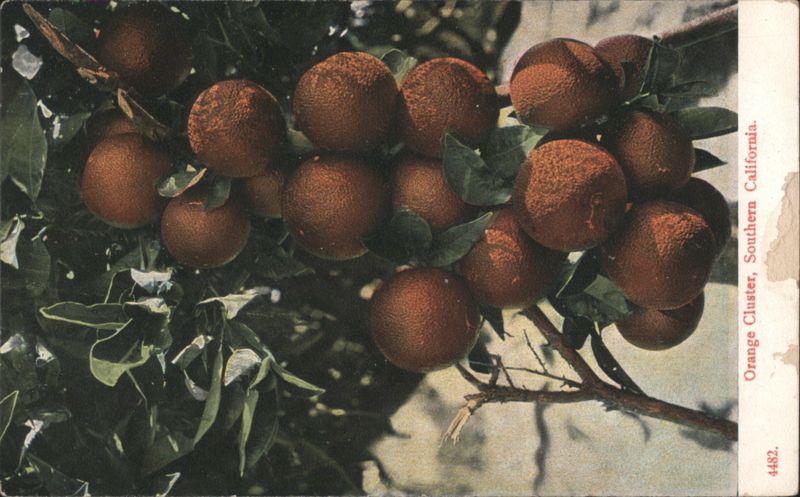 Orange Cluster, Southern California