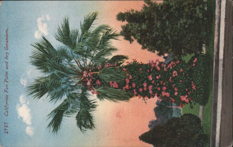 California Fan Palm and Ivy Geranium